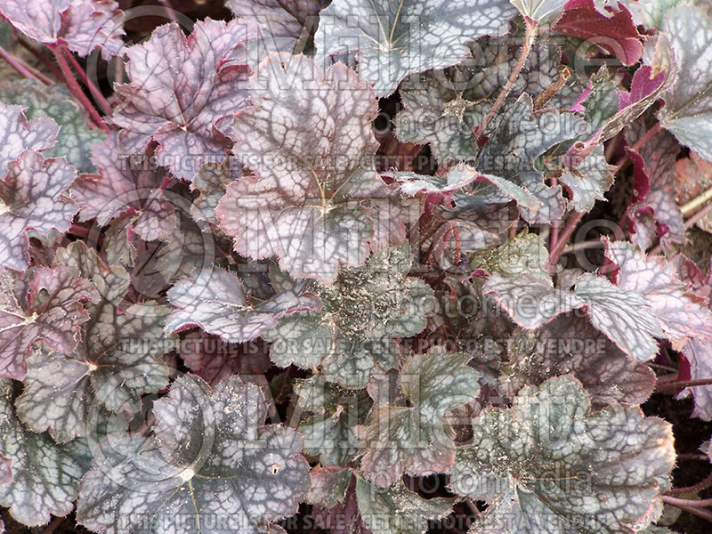 Heuchera Color Dream (Coral Bells) 2 