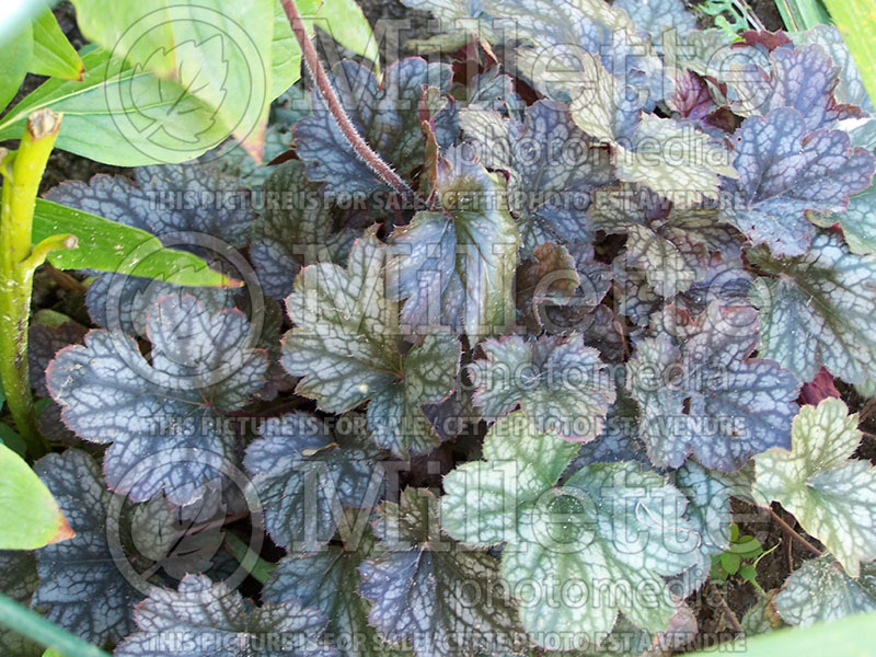 Heuchera Color Dream (Coral Bells) 1 