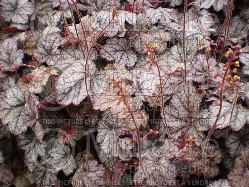 Heuchera Color Dream (Coral Bells) 5 