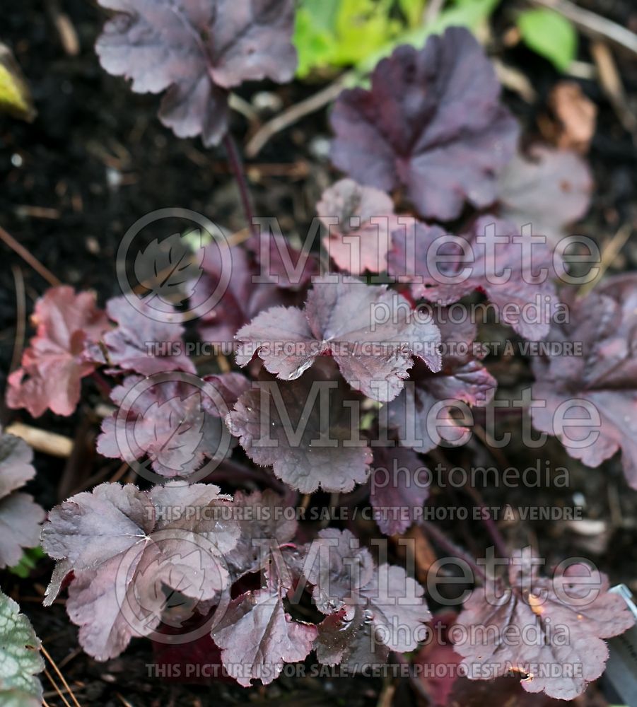 Heuchera Creole Nights (Coral Bells) 2 