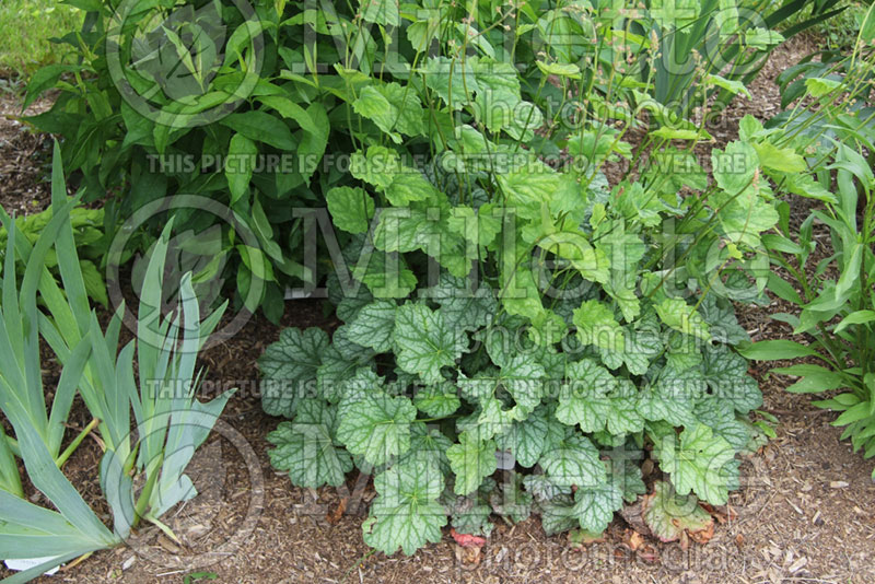 Heuchera Dale's Strain (Coral Bells) 5