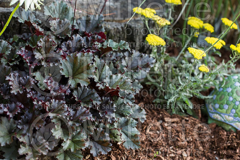 Heuchera Dark Secret (Coral Bells) 3 