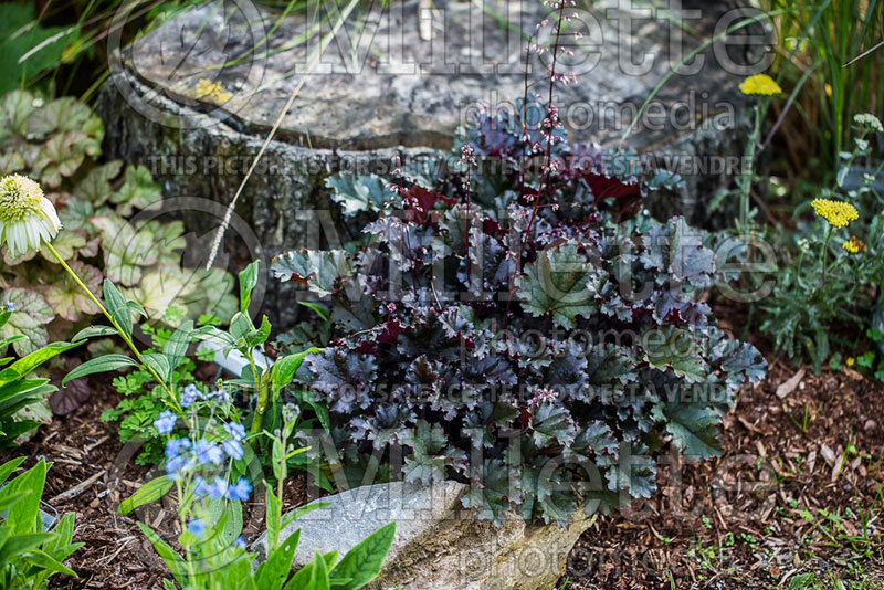 Heuchera Dark Secret (Coral Bells) 4 