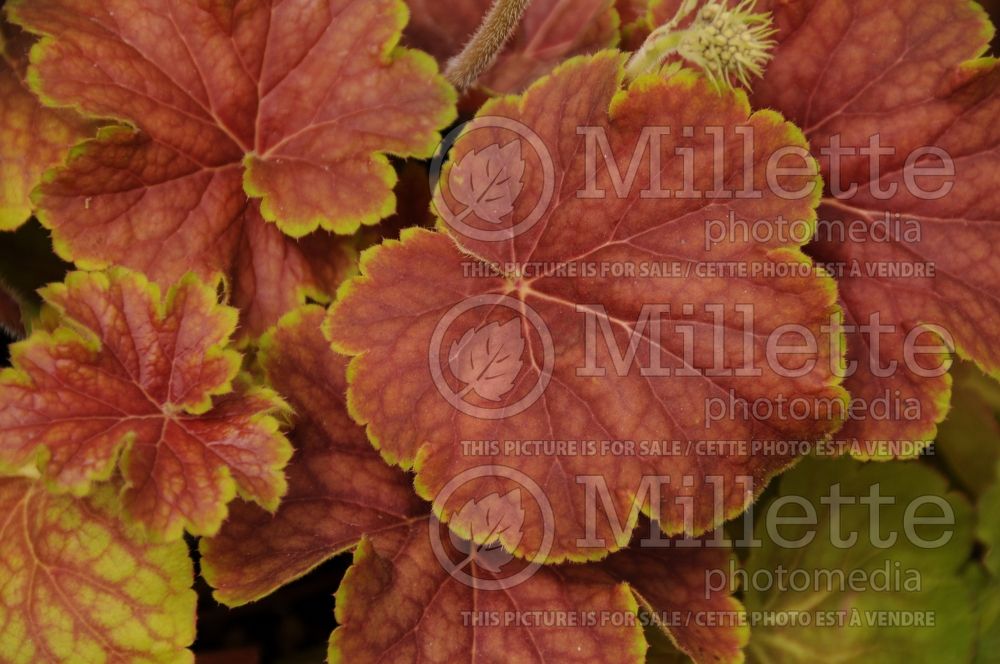 Heuchera Delta Dawn (Coral Bells) 1 