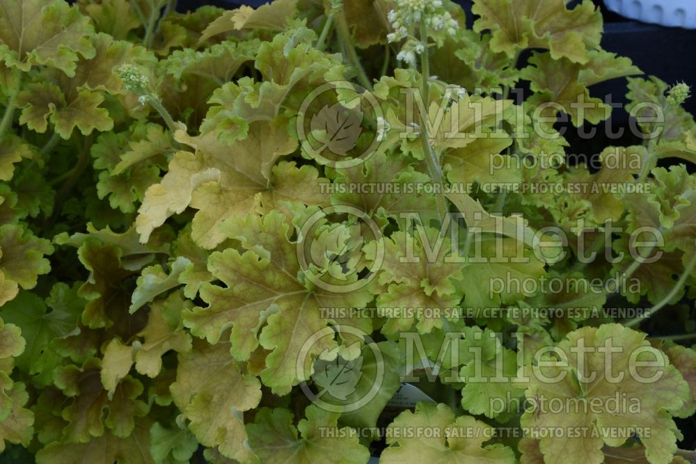 Heuchera Dolce Apple Twist (Coral Bells heuchere) 1