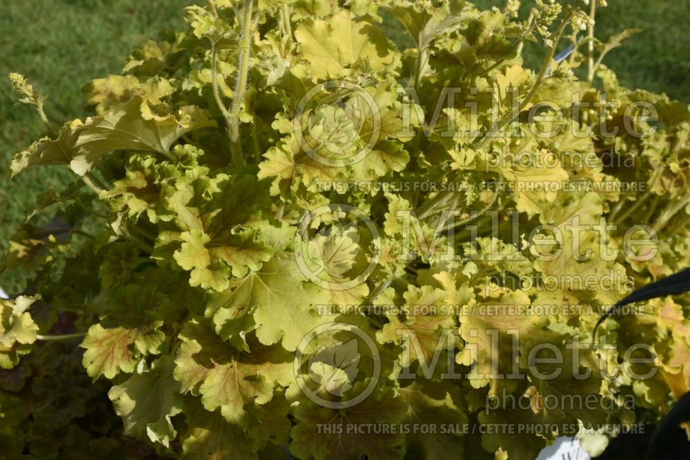 Heuchera Dolce Apple Twist (Coral Bells heuchere) 2 