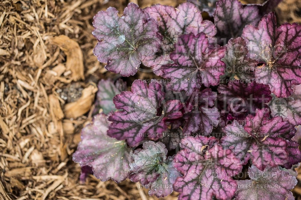 Heuchera Dolce Blackberry Ice (Coral Bells) 2 