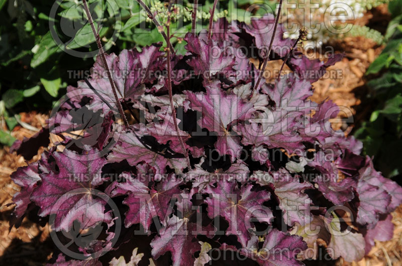 Heuchera Dolce Blackberry Ice (Coral Bells) 1 