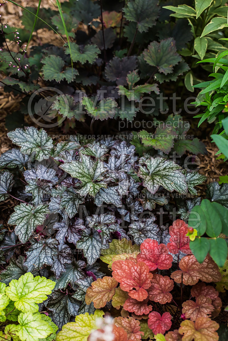 Heuchera Dolce Blackcurrant (Coral Bells) 2 