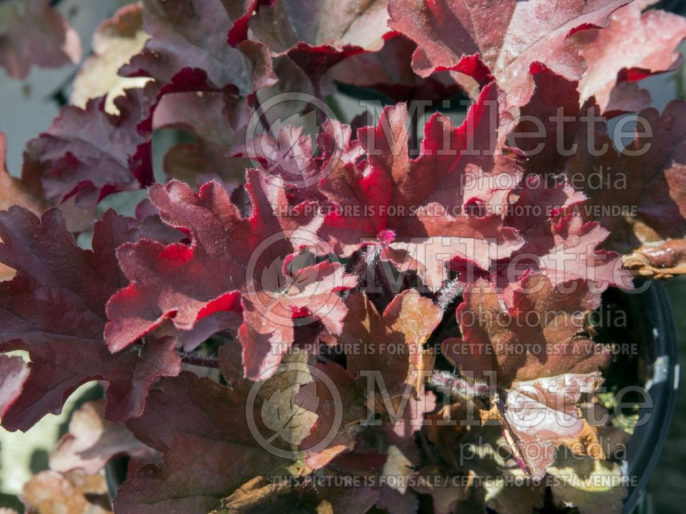 Heuchera Dolce Cinnamon Curls (Coral Bells) 1 