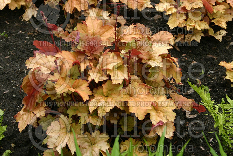 Heuchera Dolce Creme Brulee (Coral Bells) 1