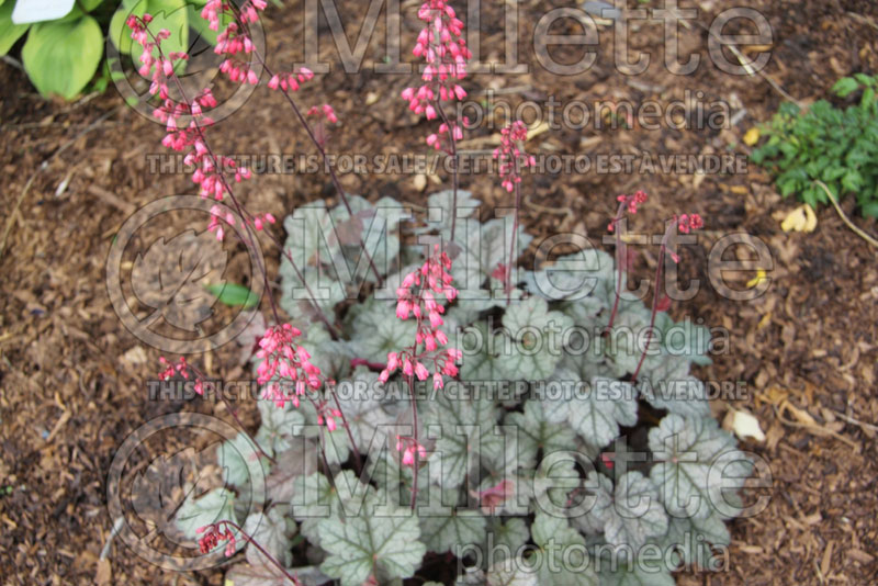 Heuchera Dolce Mocha Mint (Coral Bells) 1 