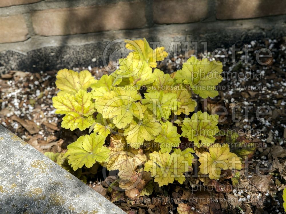 Heuchera Electra (Coral Bells) 7 