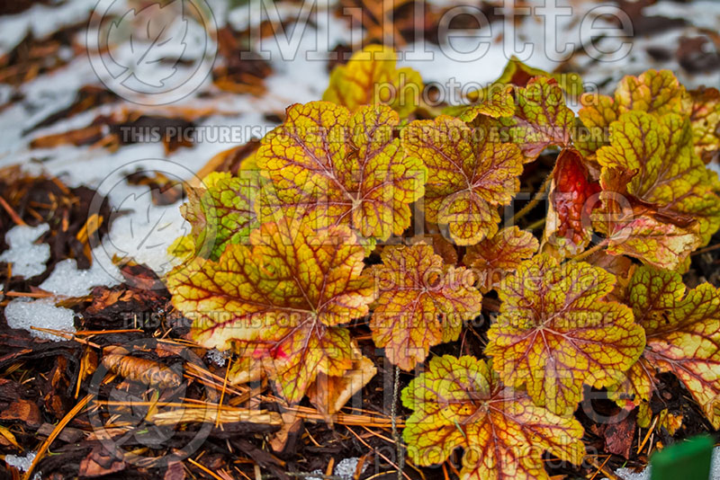 Heuchera Electra (Coral Bells) 3 