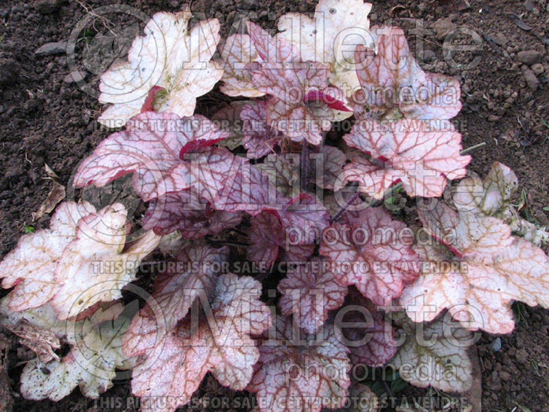 Heuchera Encore (Coral Bells) 1 