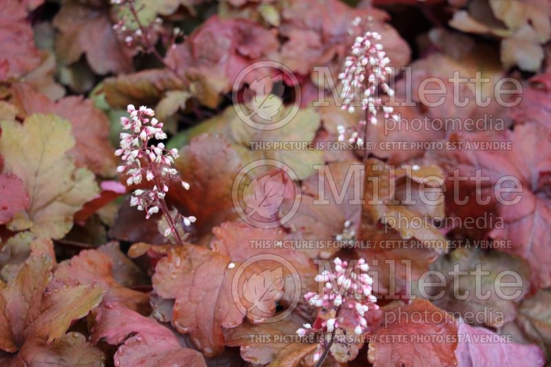 Heuchera Fire Alarm (Coral Bells) 3 