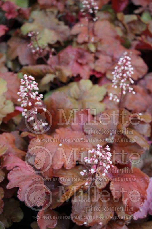 Heuchera Fire Alarm (Coral Bells) 4 