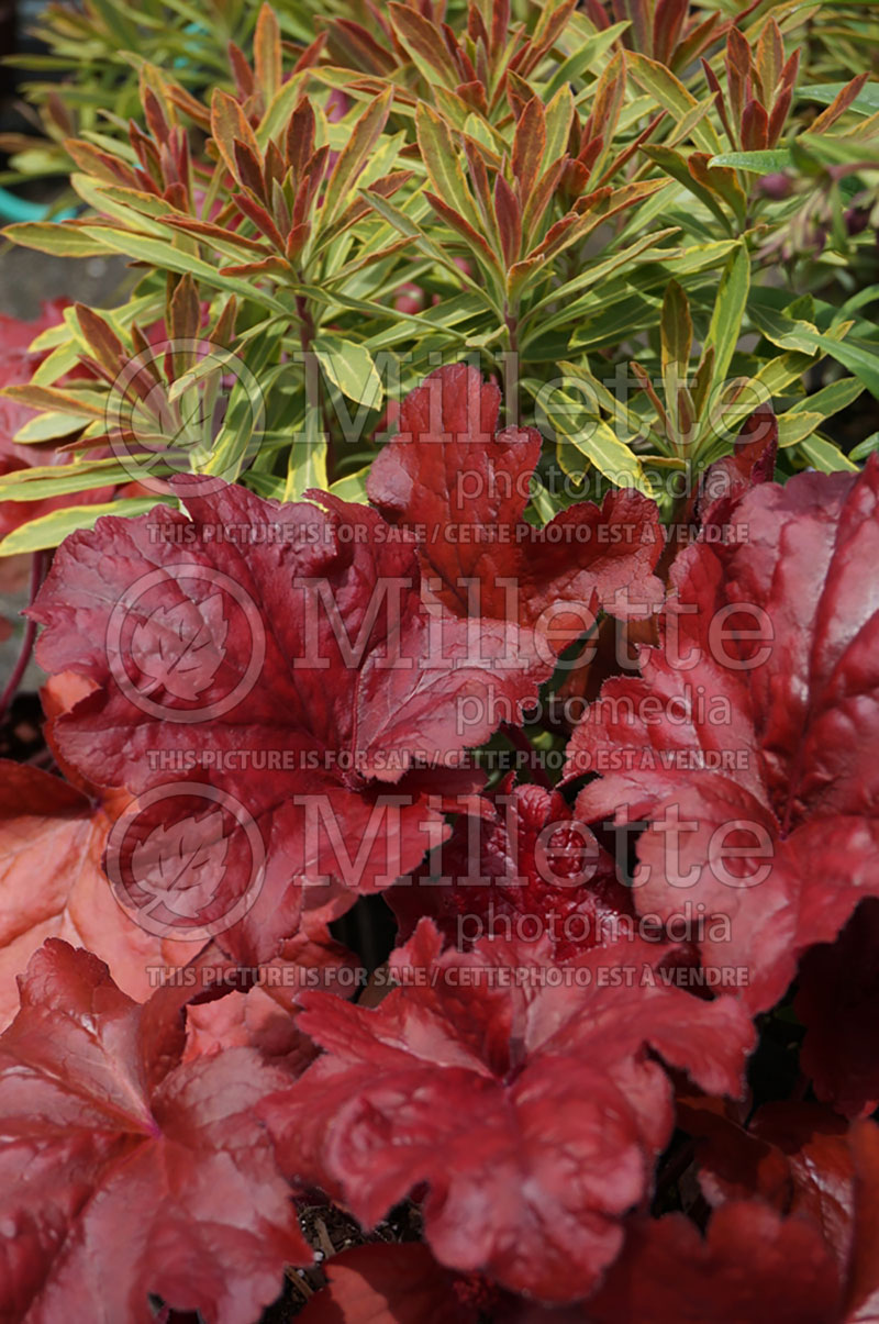 Heuchera Fire Alarm (Coral Bells) 2 