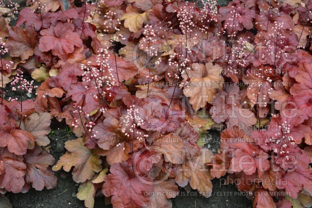 Heuchera Fire Alarm (Coral Bells) 5 