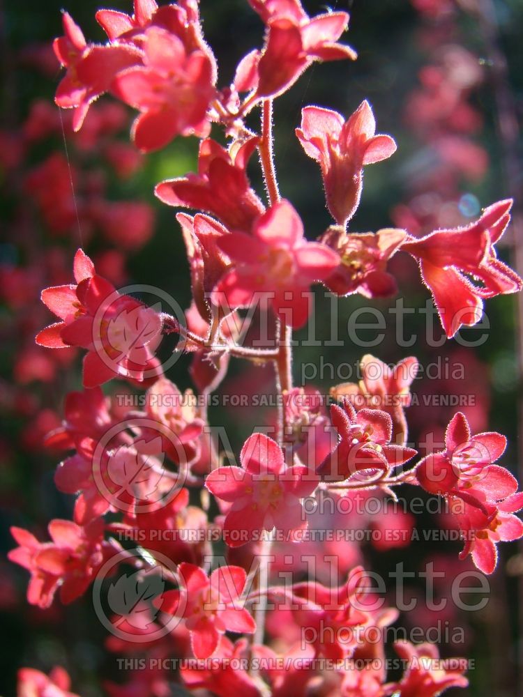 Heuchera Firefly (Coral Bells) 8