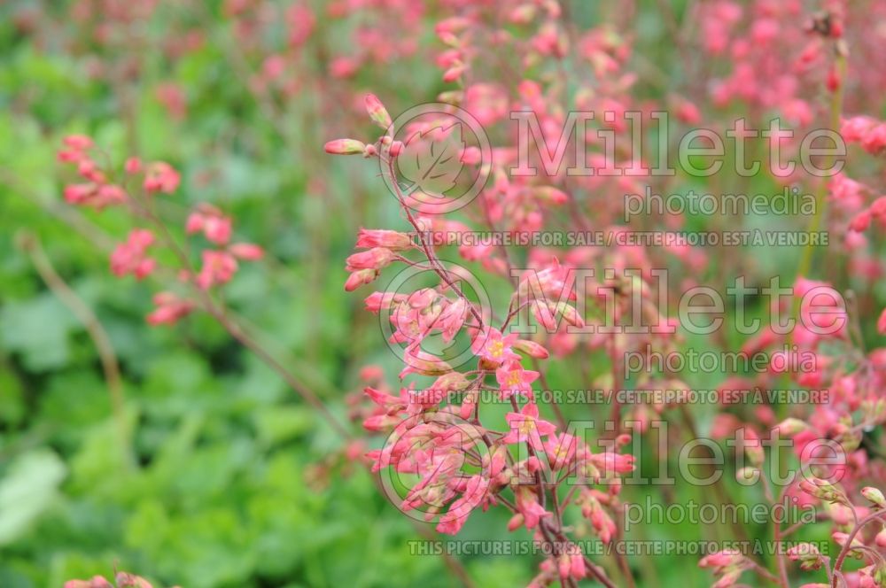 Heuchera Firefly (Coral Bells) 5