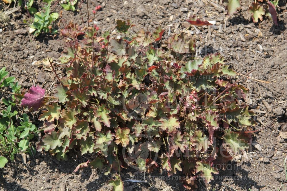 Heuchera Fireworks (Coral Bells) 1 