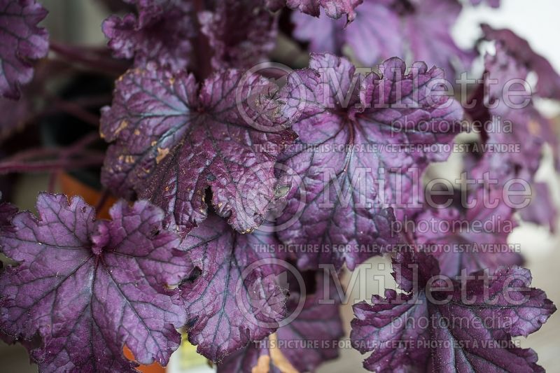 Heuchera Forever Purple (Coral Bells) 1