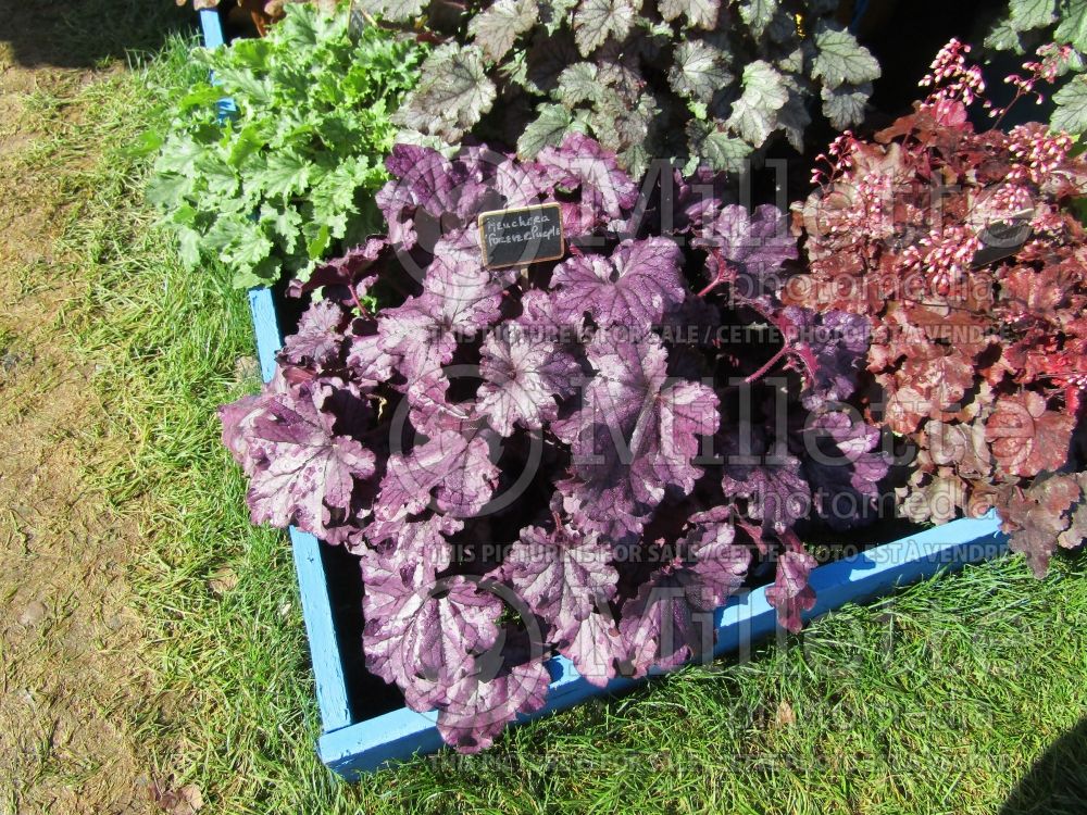 Heuchera Forever Purple (Coral Bells) 2