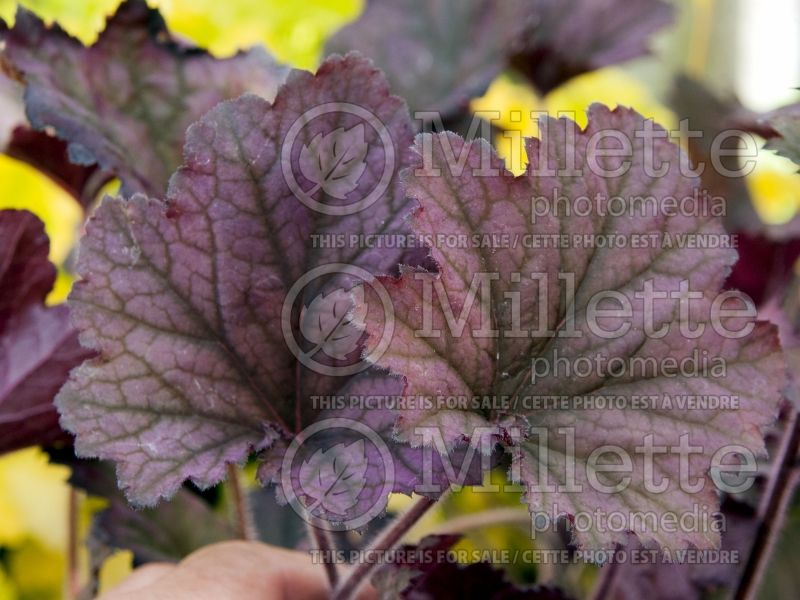 Heuchera Frosted Violet (Coral Bells) 9 