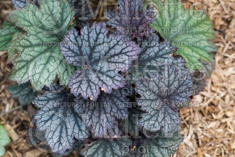 Heuchera Frosted Violet (Coral Bells) 3 