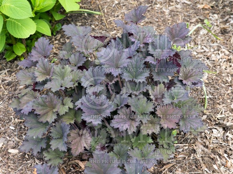 Heuchera Frosted Violet (Coral Bells) 10 