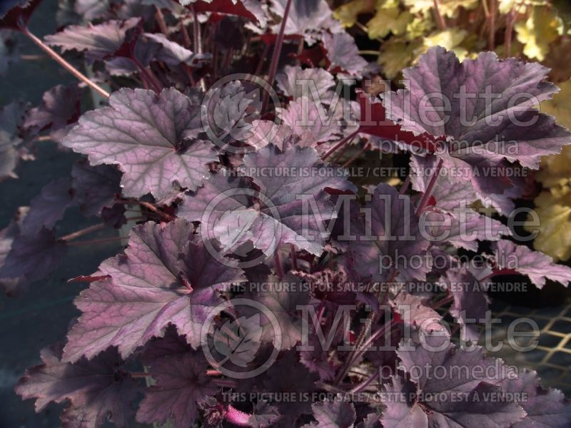 Heuchera Frosted Violet (Coral Bells) 5 