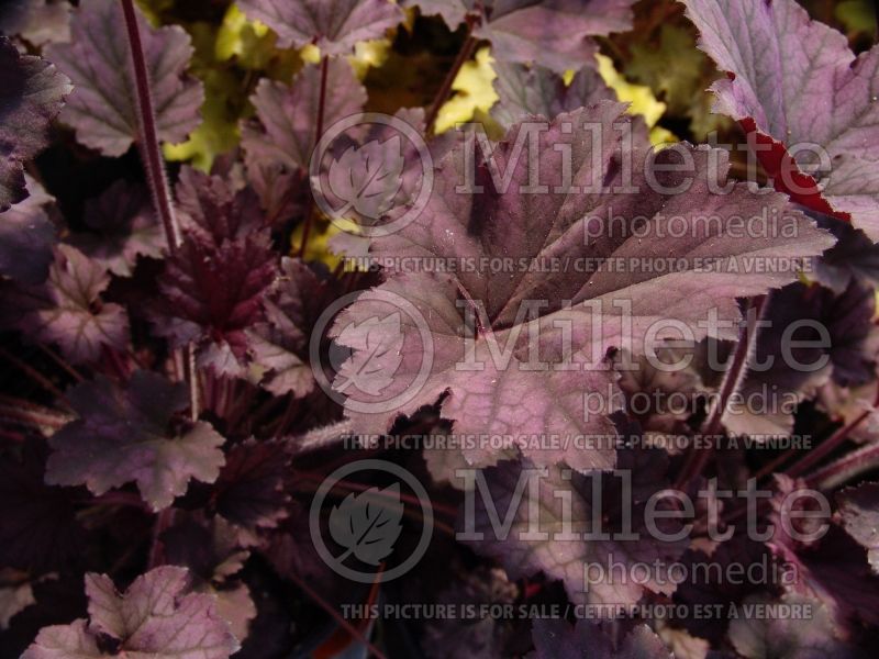 Heuchera Frosted Violet (Coral Bells) 6 