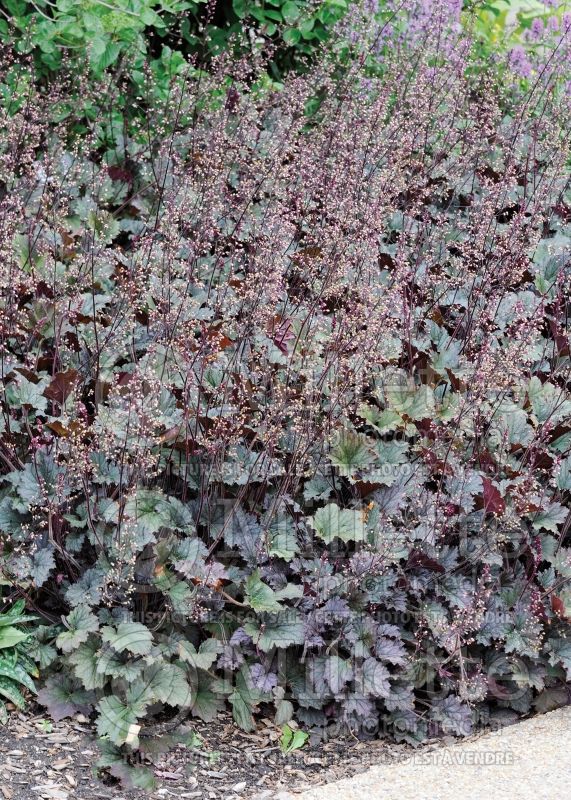 Heuchera Frosted Violet (Coral Bells) 4 