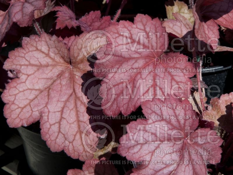 Heuchera Georgia Peach (Coral Bells) 4 