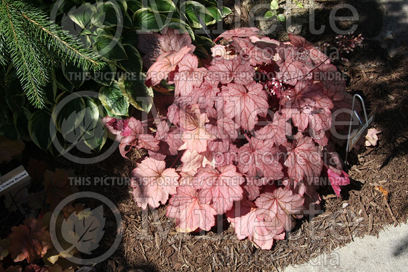 Heuchera Georgia Peach (Coral Bells) 2