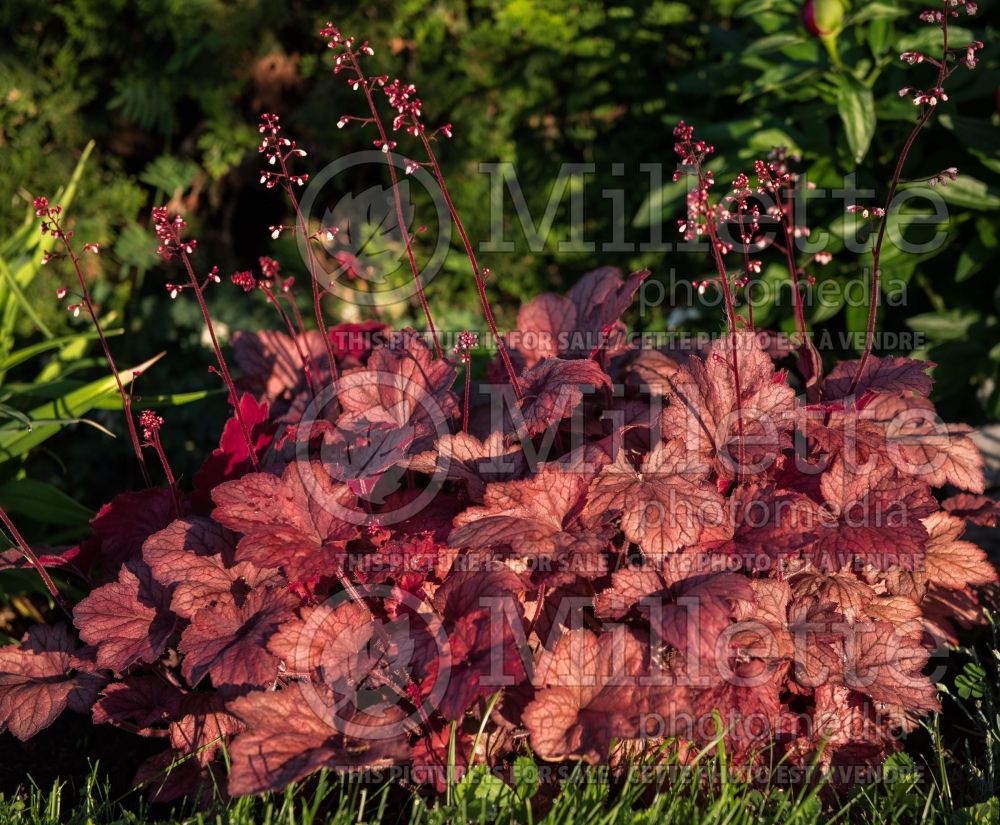 Heuchera Georgia Peach (Coral Bells) 3 