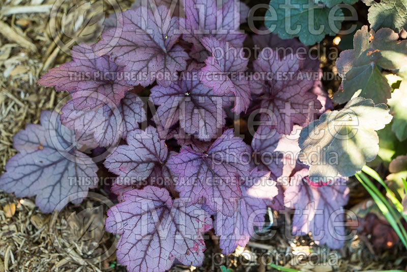 Heuchera Georgia Plum (Coral Bells) 3 