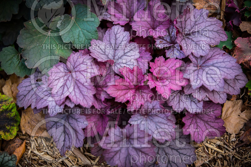 Heuchera Georgia Plum (Coral Bells) 2 