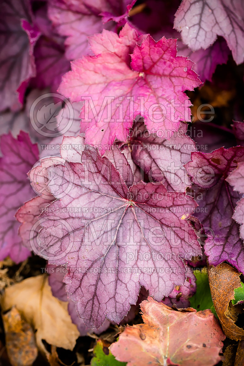 Heuchera Georgia Plum (Coral Bells) 1 