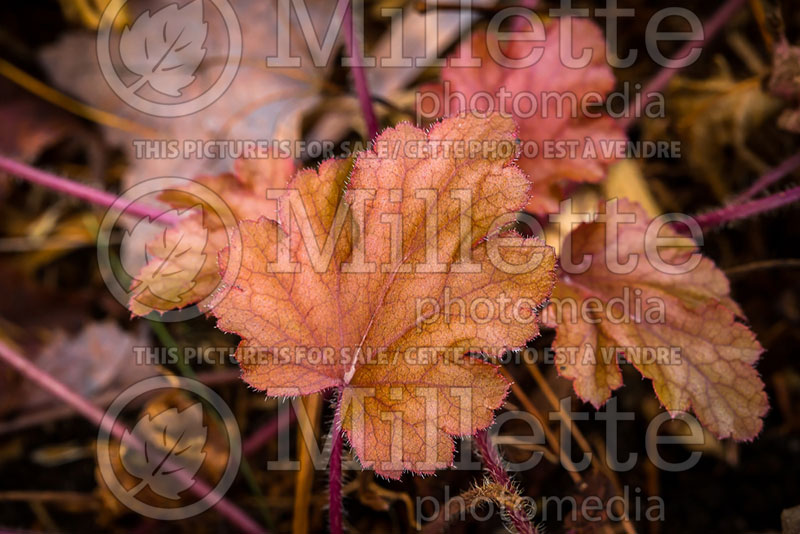 Heuchera Ginger Peach (Coral Bells) 1