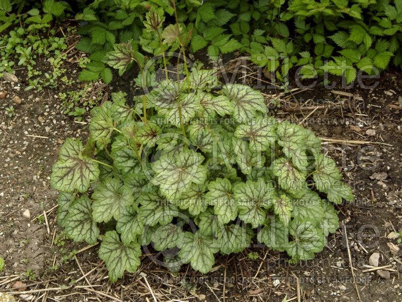 Heuchera Green Spice (Coral Bells) 3 