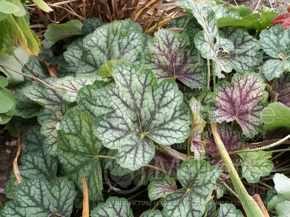 Heuchera Green Spice (Coral Bells) 2 