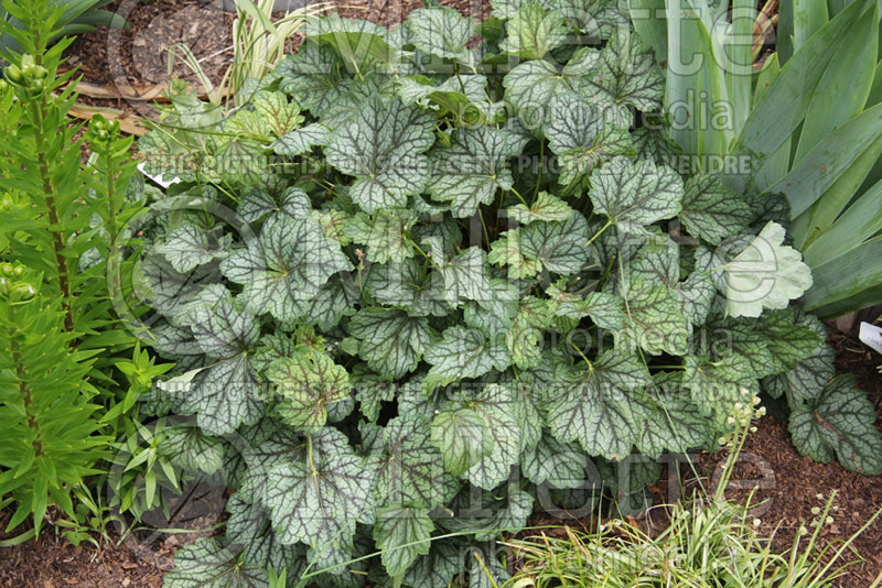 Heuchera Green Spice (Coral Bells) 1 