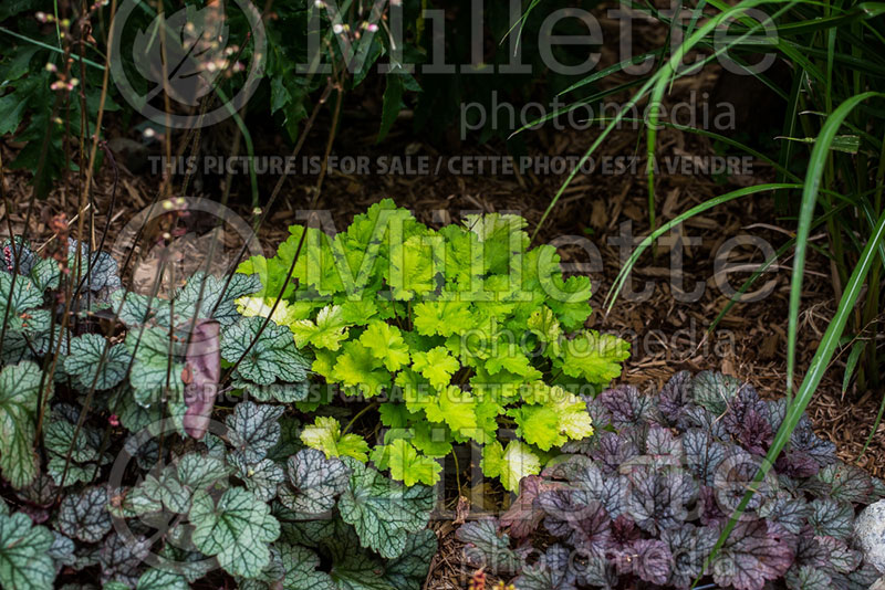 Heuchera Harvest Lemon Chiffon (Coral Bells) 2