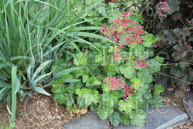 Heuchera Hercules (Coral Bells) 1