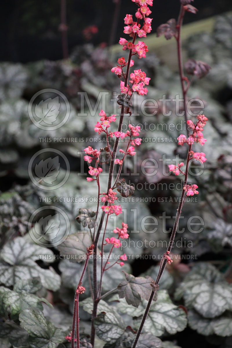 Heuchera Hollywood (Coral Bells) 6 