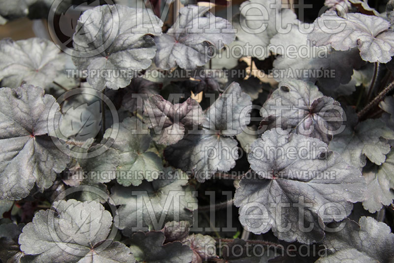 Heuchera Hollywood (Coral Bells) 2 