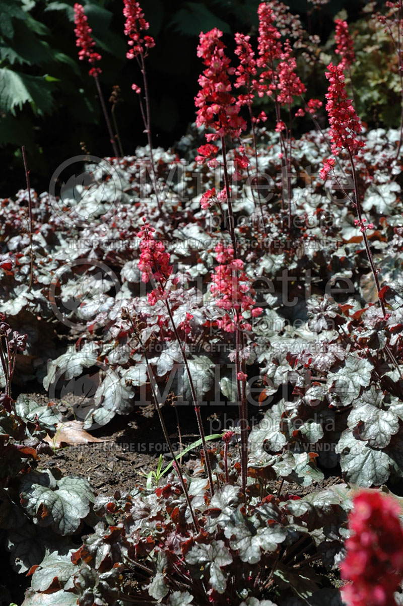 Heuchera Hollywood (Coral Bells) 3 