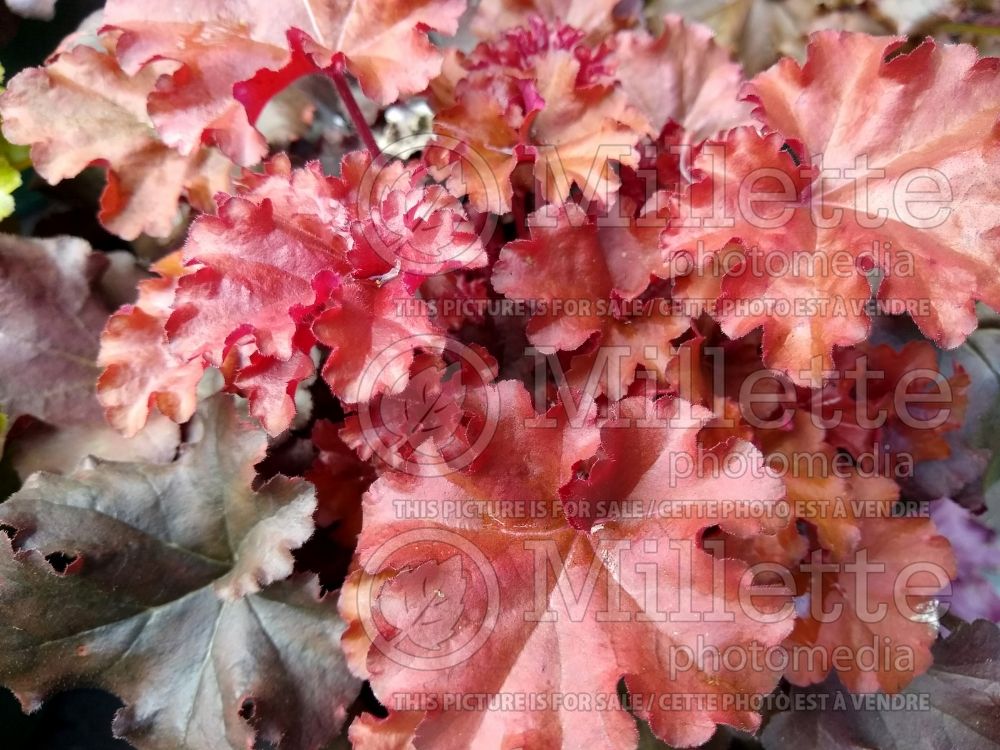 Heuchera Indian Summer Boysenberry (Coral Bells) 1 